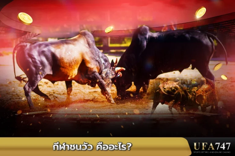 กีฬาชนวัว-คืออะไร