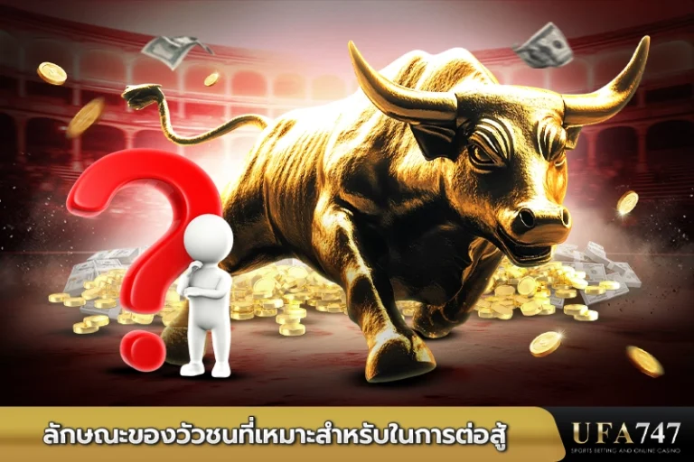 ลักษณะของวัวชนที่เหมาะสำหรับในการต่อสู้747